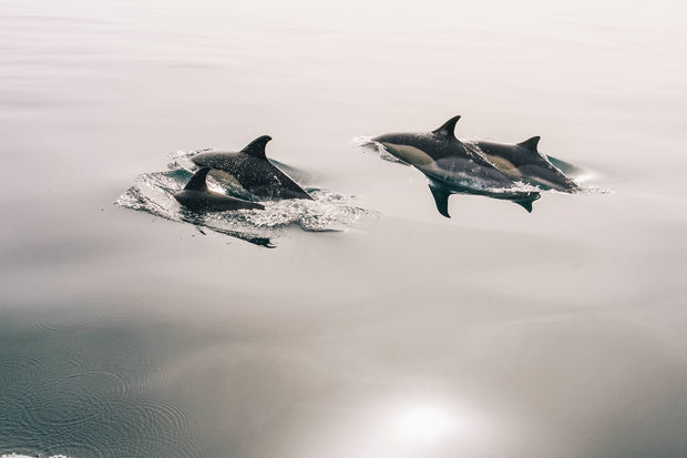 Fotótapéták The dolphins