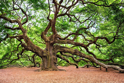 Fotótapéták The Oak