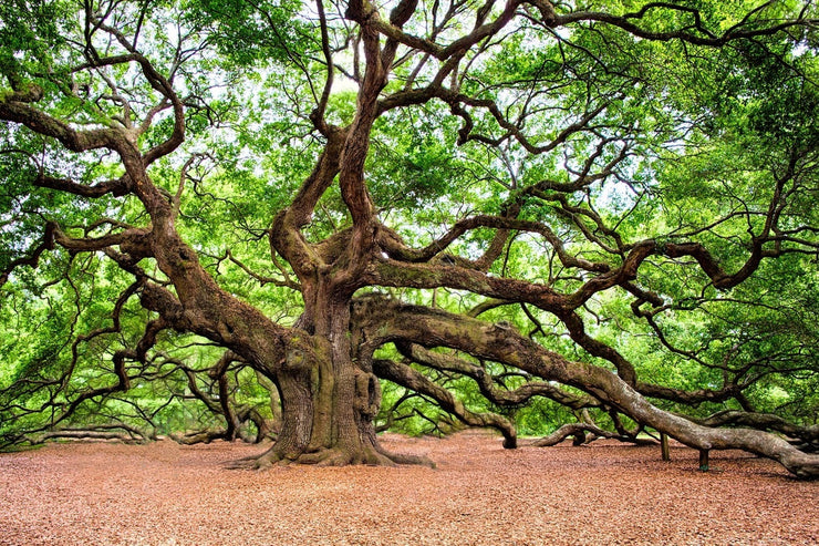 Fotótapéták The Oak