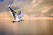 Fotótapéták The flying seagull