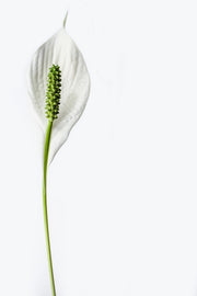 Fotótapéták The peace lily