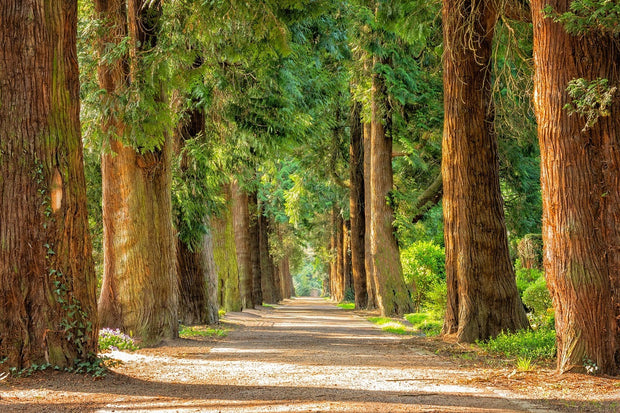 Fotótapéták The green avenue