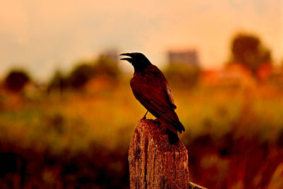 Fotótapéták The crow in the evening light