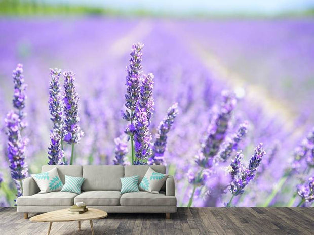 Fotótapéták The lavender blossom