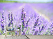 Fotótapéták The lavender blossom