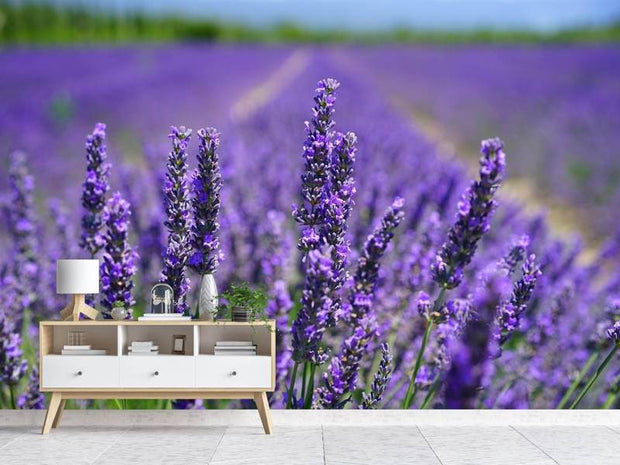 Fotótapéták The lavender flowers