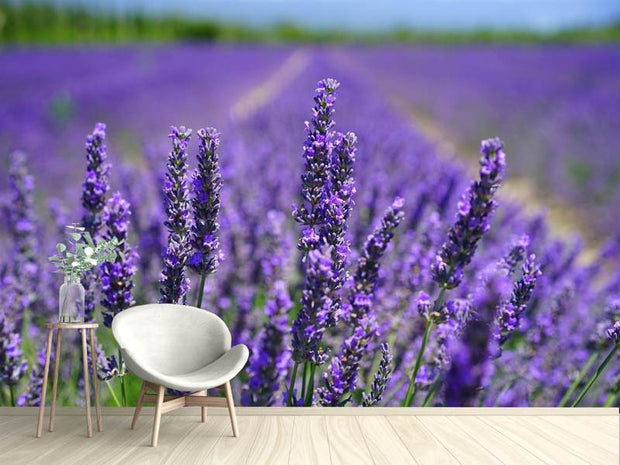 Fotótapéták The lavender flowers