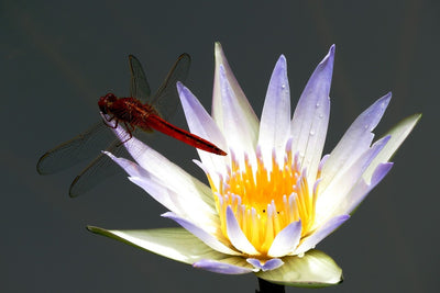 Fotótapéták The dragonfly on the flower