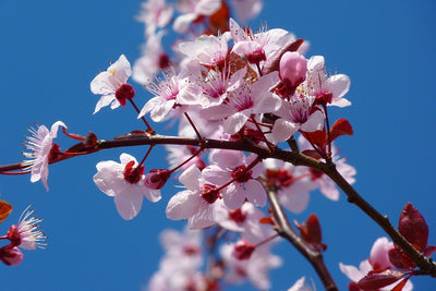 Fotótapéták The almond blossom