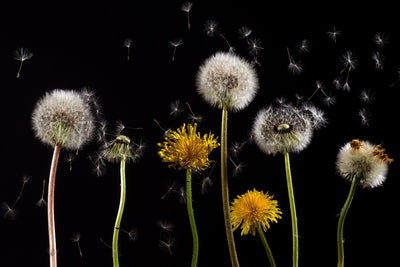 Fotótapéták The phases of dandelion