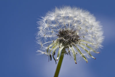 Fotótapéták The dandelion in XXL