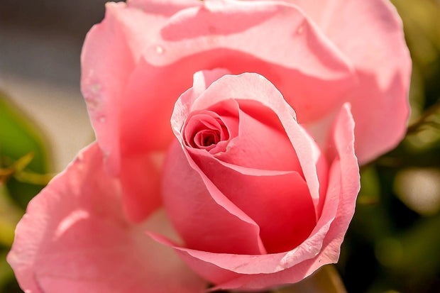 Fotótapéták The rose in pink