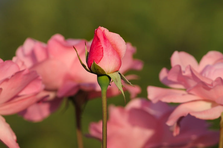 Fotótapéták The rosebud