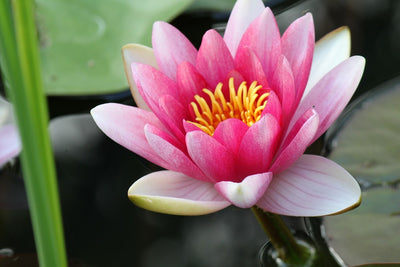 Fotótapéták The water lily in pink