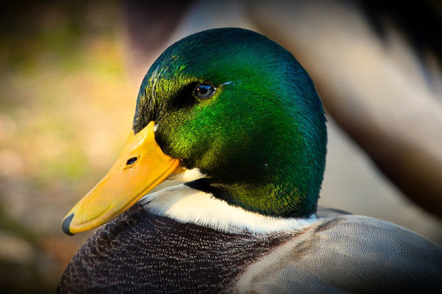 Fotótapéták The mallard