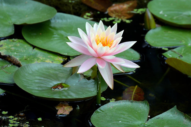 Fotótapéták The proud water lily