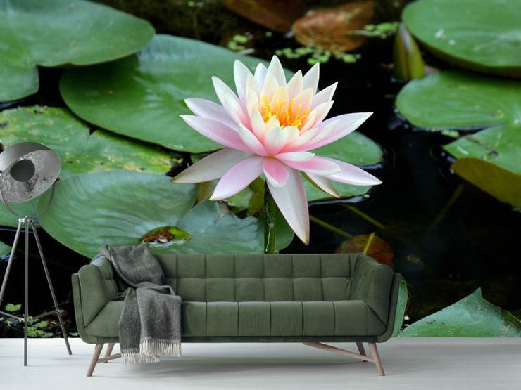 Fotótapéták The proud water lily