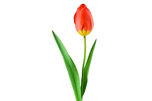 Fotótapéták The proud tulip