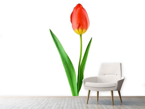 Fotótapéták The proud tulip