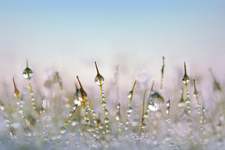 Fotótapéták The dew drops