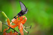 Fotótapéták The Tiger Lily and the butterfly