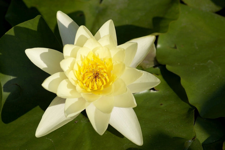 Fotótapéták The water lily in yellow