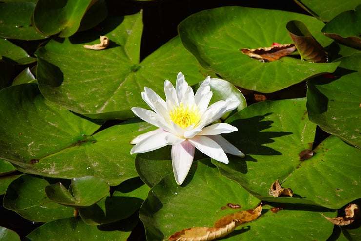 Fotótapéták The white water lily