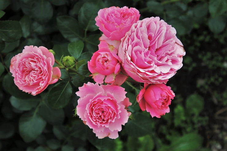 Fotótapéták The wild roses in pink