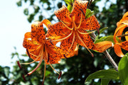 Fotótapéták The wild tiger lilies