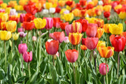 Fotótapéták A colorful tulip field