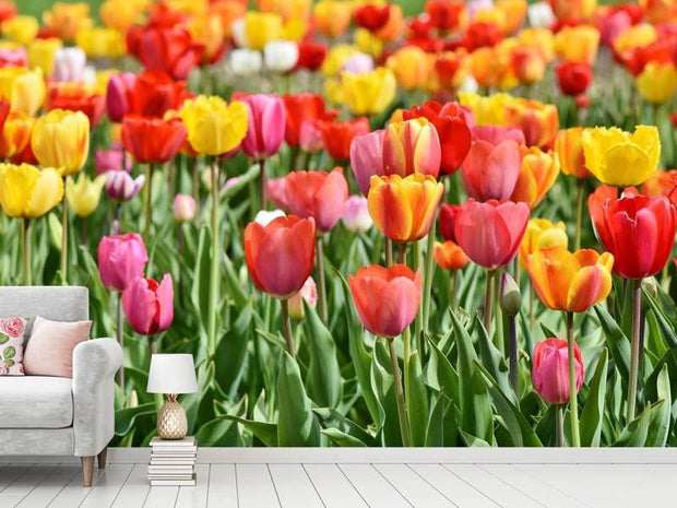 Fotótapéták A colorful tulip field