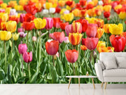 Fotótapéták A colorful tulip field
