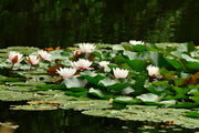 Fotótapéták A field full of water lilies