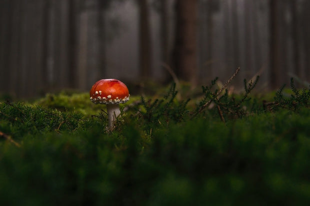 Fotótapéták A mushroom in the forest