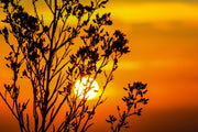 Fotótapéták A shrub in the sunset