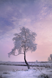 Fotótapéták A winter tree