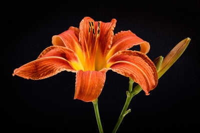 Fotótapéták A lily flower in orange