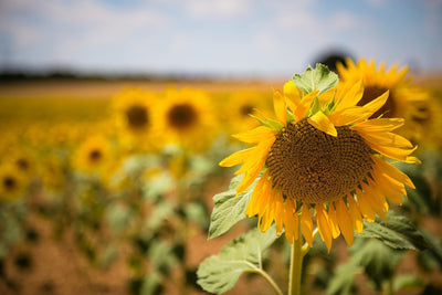 Fotótapéták A sunflower in the field
