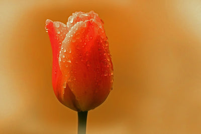 Fotótapéták A tulip in the morning dew