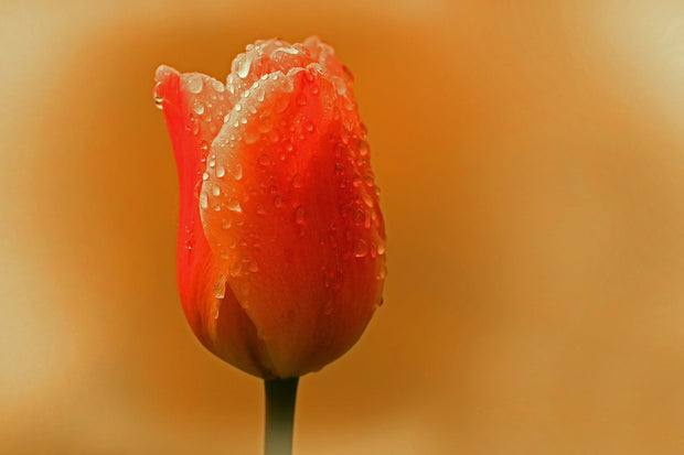 Fotótapéták A tulip in the morning dew