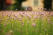 Fotótapéták A meadow full of flowers