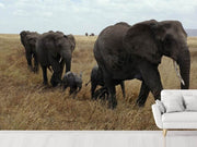 Fotótapéták Elephant family