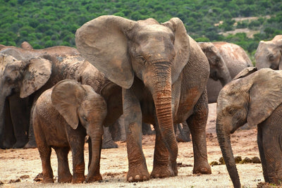 Fotótapéták Elephant herd in Africa
