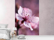 Fotótapéták Adorable cherry blossom