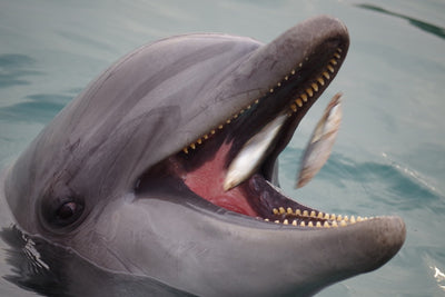 Fotótapéták Mealtime for a dolphin