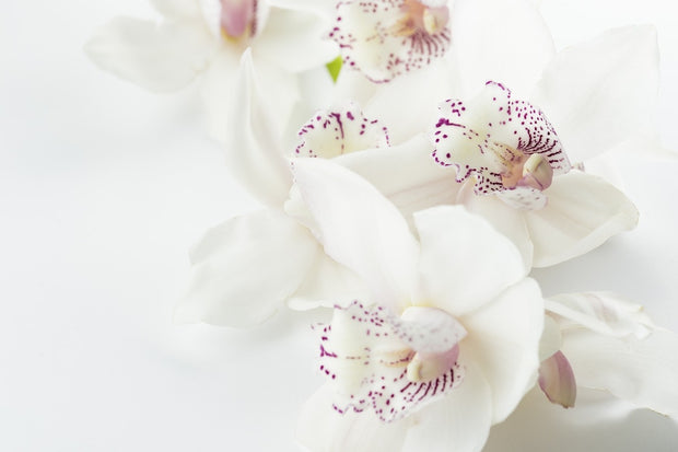 Fotótapéták Fantastic orchids