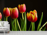 Fotótapéták Colorful tulips