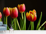 Fotótapéták Colorful tulips