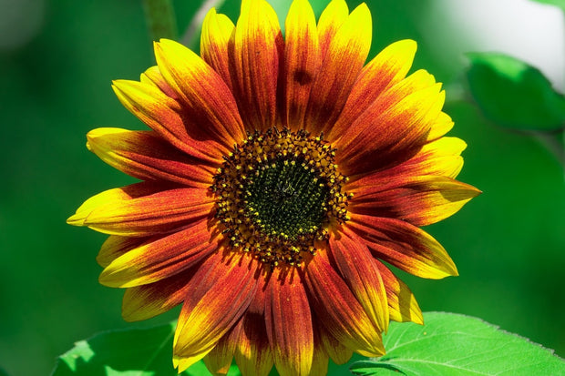 Fotótapéták Colorful sunflower