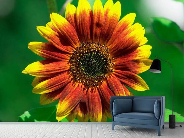 Fotótapéták Colorful sunflower
